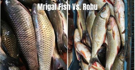 rohu fish|Rohu Fish Traits: Key Points You Should Know .